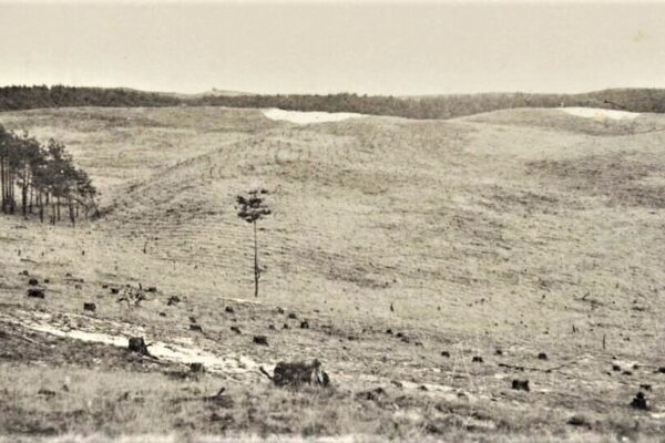 Po inwazji strzygoni chojnówki